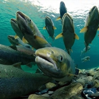Свежий лосось в Южно-Сахалинске