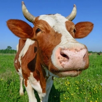 В Омске намерены выводить продуктивных коров