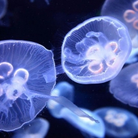 Закуска будущего - чипсы из медуз