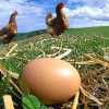 Инкубаторий по производству яиц в Хабаровском крае