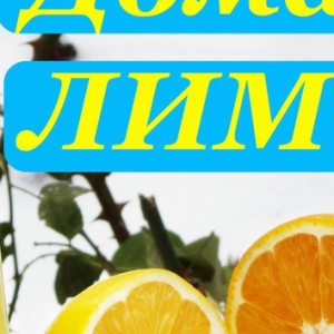 Рецепты - Цитрусовый лимонад, простой домашний рецепт