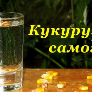 Рецепты - Самогон из кукурузы, основа для бурбона